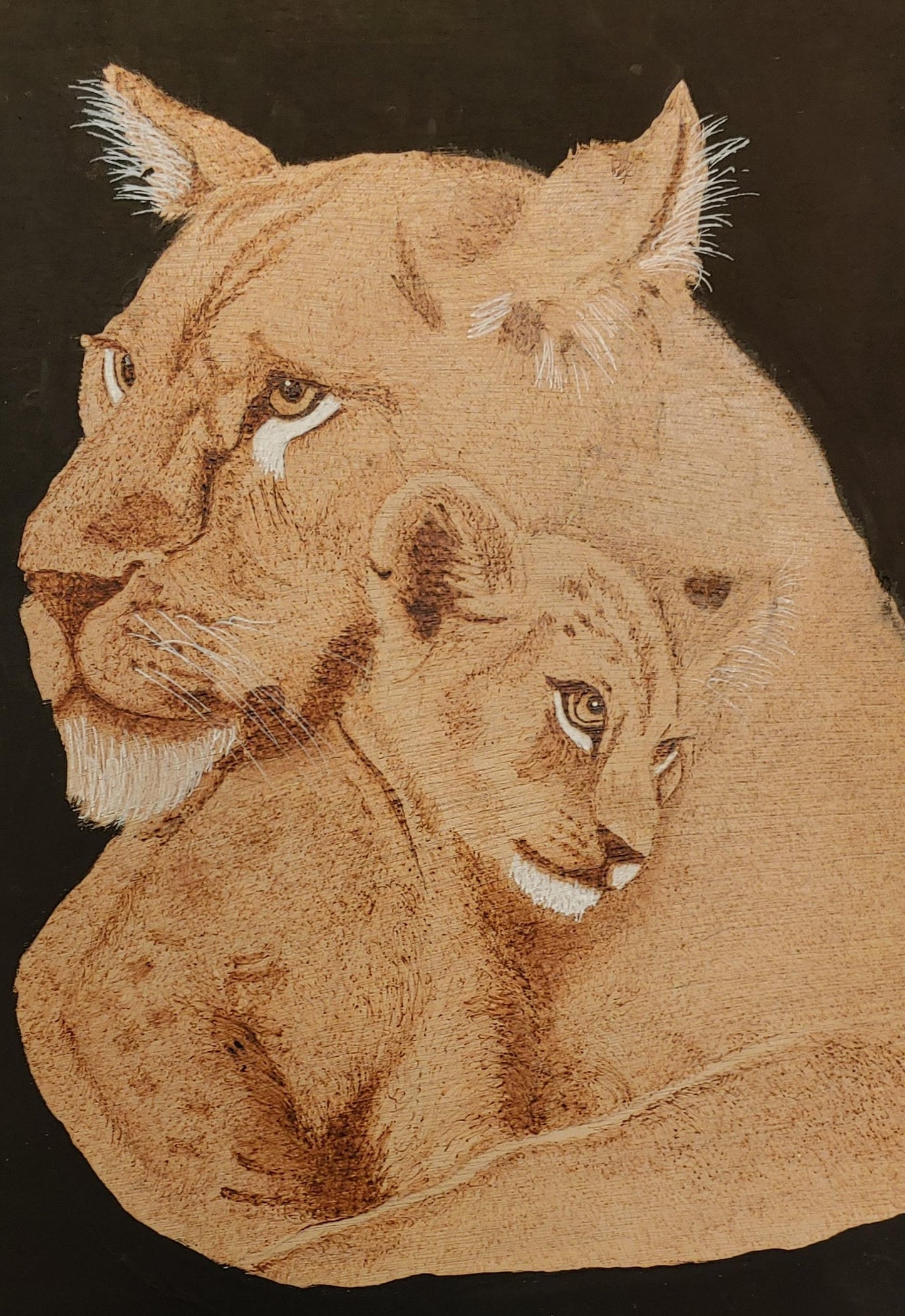 Lions