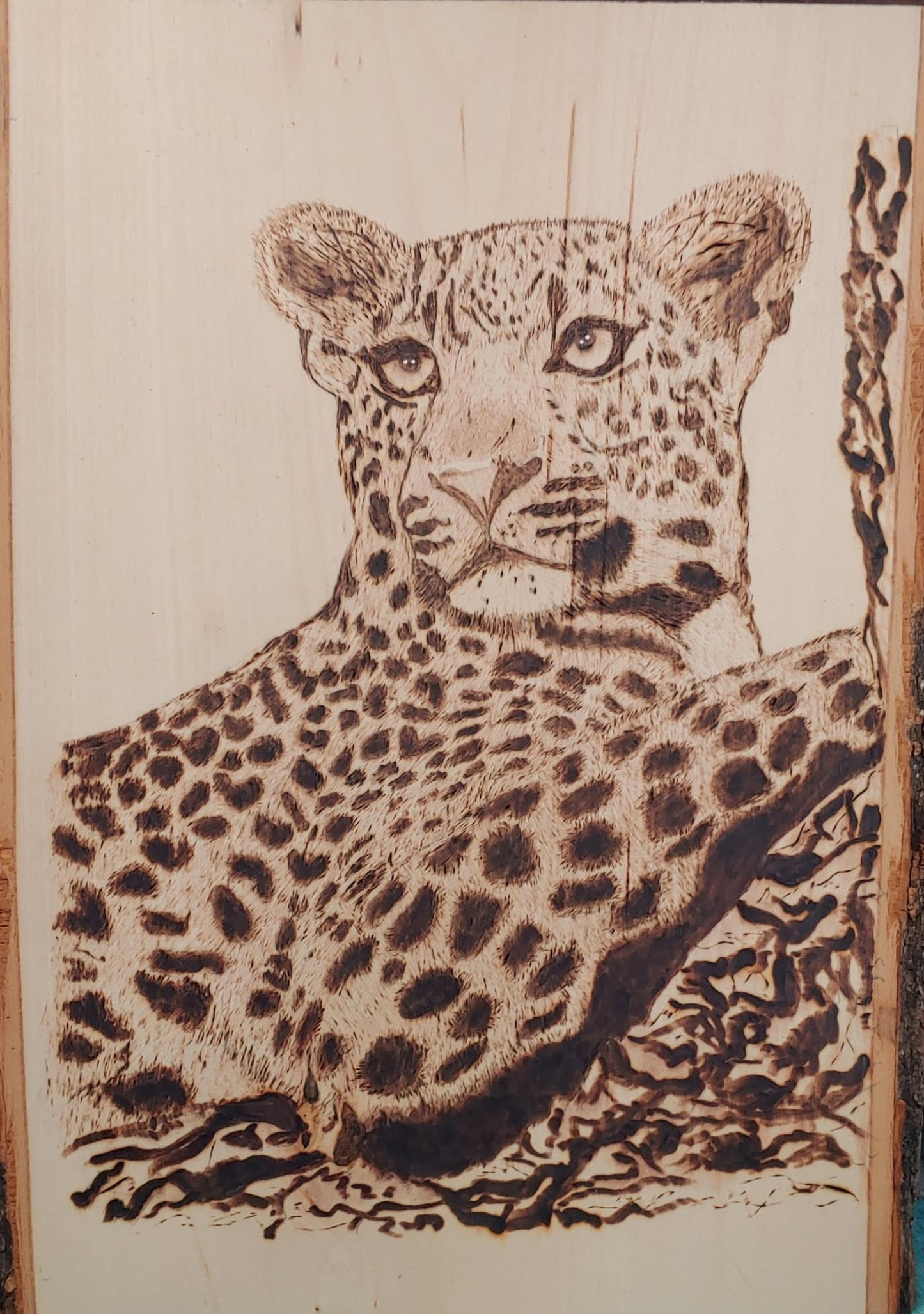 Leopard