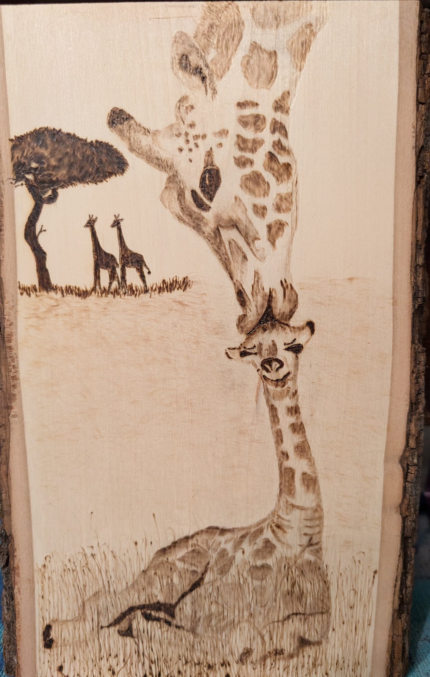 Giraffes