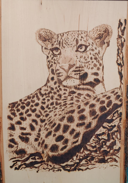 Leopard