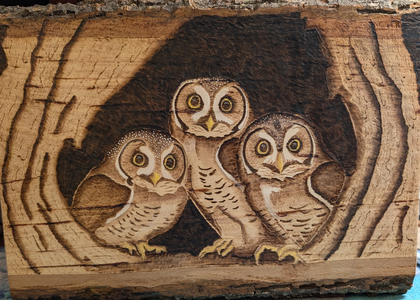 Owls