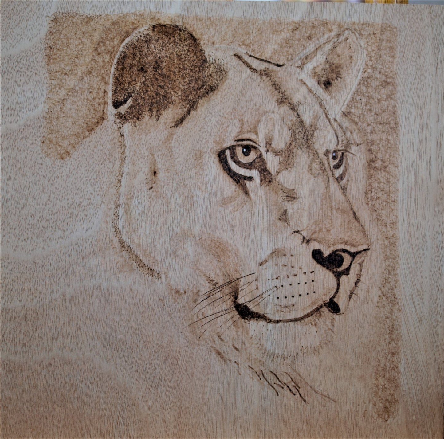 Beautiful Lioness Hand-Crafted Wood burning (Pyrography) on Birch or Basswood